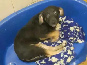 Cachorro raça Srd idade 2 a 6 meses nome Jimmy