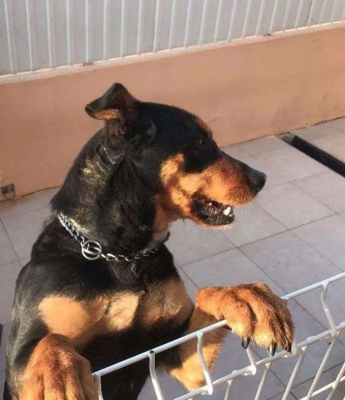 Cachorro ra a rottweiler com pastor alemão idade 7 a 11 meses nome Isis
