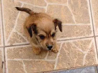 Cachorro raça Misturada com poodle idade Abaixo de 2 meses nome Domitilla