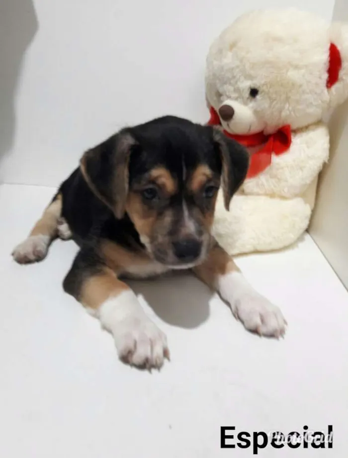 Cachorro ra a SEM RAÇA DEFINIDA.  idade 2 a 6 meses nome Sem None.