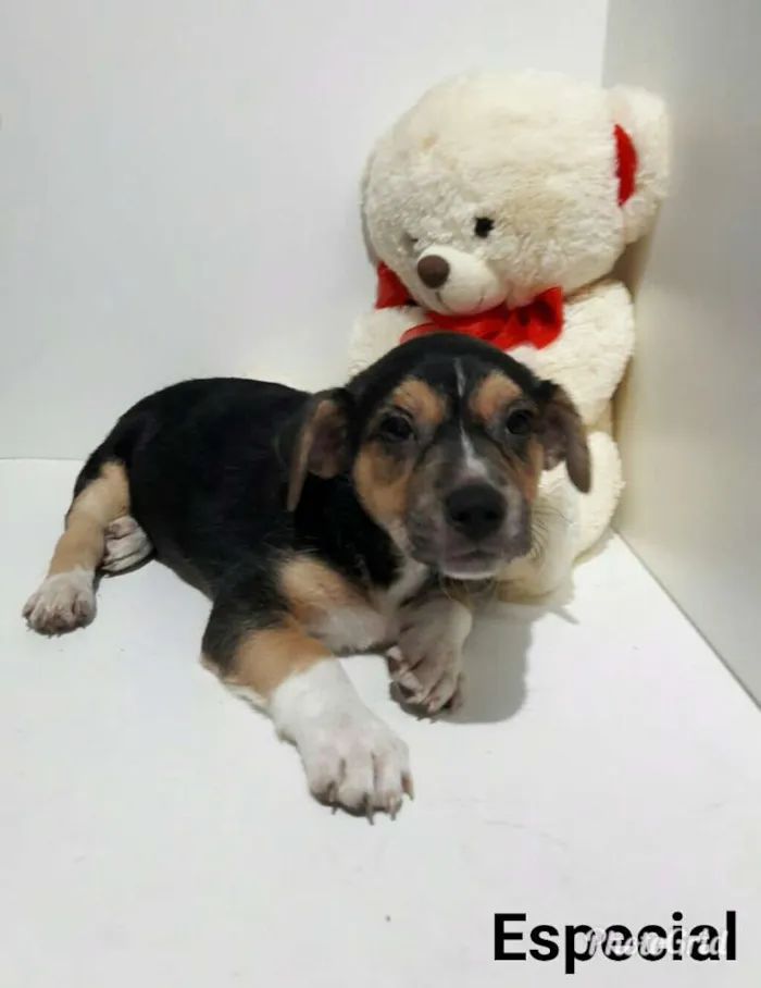 Cachorro ra a SEM RAÇA DEFINIDA.  idade 2 a 6 meses nome Sem None.