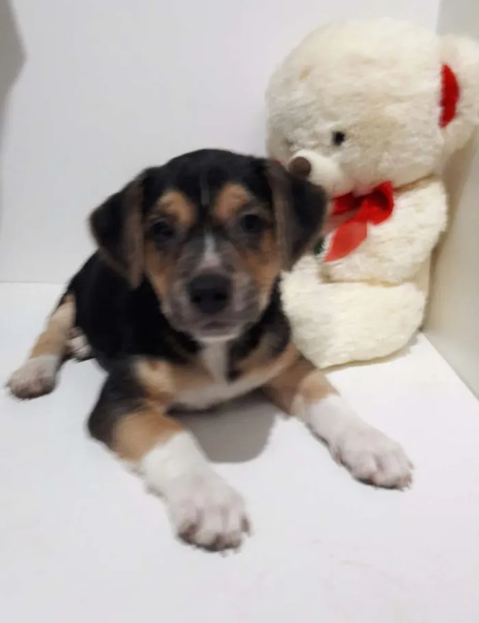 Cachorro ra a SEM RAÇA DEFINIDA.  idade 2 a 6 meses nome Sem None.