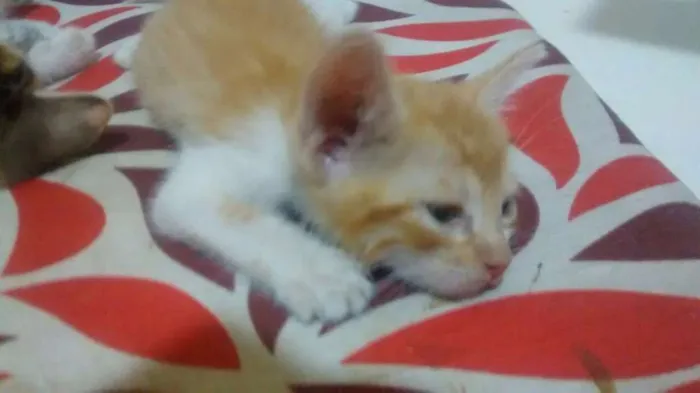 Gato ra a Nao idade Abaixo de 2 meses nome lumas