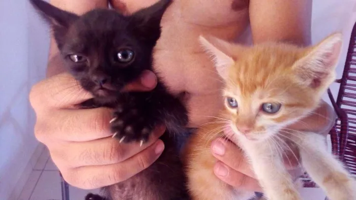 Gato ra a Nao idade Abaixo de 2 meses nome lumas