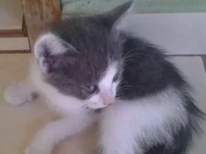 Gato raça misturados idade 2 a 6 meses nome sem nomes