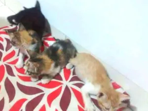Gato raça Nao e de raca idade Abaixo de 2 meses nome luma