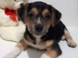 Cachorro raça SEM RAÇA DEFINIDA.  idade 2 a 6 meses nome Sem None.