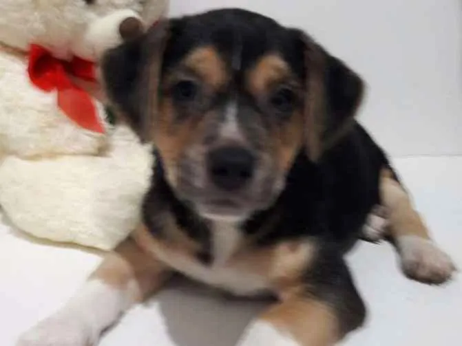 Cachorro ra a SEM RAÇA DEFINIDA.  idade 2 a 6 meses nome Sem None.