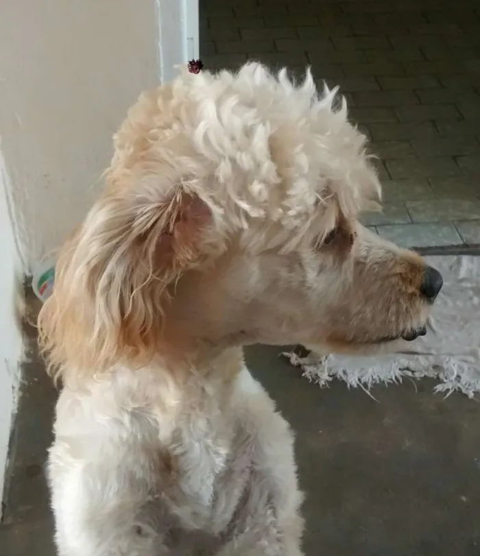 Cachorro ra a Indefinida idade 2 a 6 meses nome Princesa