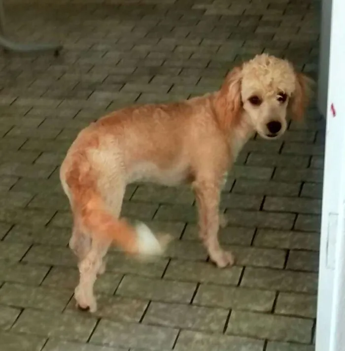 Cachorro ra a Indefinida idade 2 a 6 meses nome Princesa