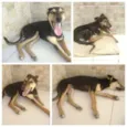 Fofinho