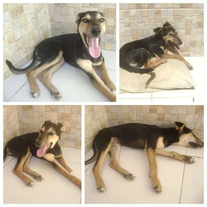 Cachorro raça Mestiço idade 7 a 11 meses nome Fofinho