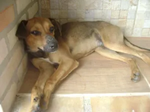 Cachorro raça Mestiça idade 7 a 11 meses nome Mel