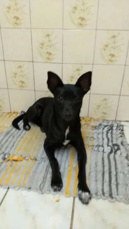 Cachorro ra a SRD idade 2 a 6 meses nome Neguinho