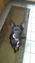 Neguinho