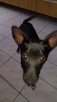 Neguinho