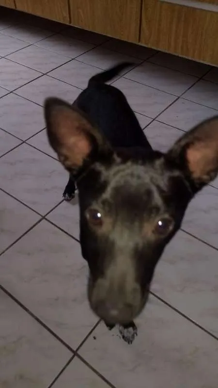 Cachorro ra a SRD idade 2 a 6 meses nome Neguinho