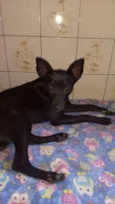 Neguinho