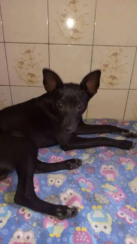 Cachorro ra a SRD idade 2 a 6 meses nome Neguinho