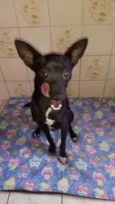 Neguinho