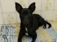 Neguinho