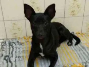 Cachorro raça SRD idade 2 a 6 meses nome Neguinho