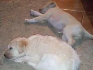 Cachorro raça Vira lata idade 2 a 6 meses nome Sem nomes