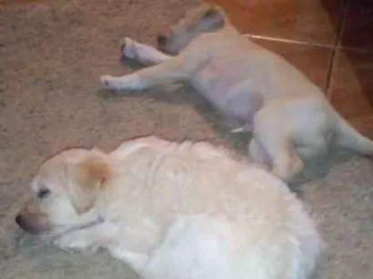 Cachorro raça Vira lata idade 2 a 6 meses nome Sem nomes