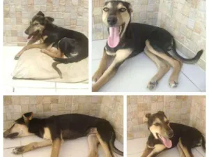 Cachorro raça Mestiço idade 7 a 11 meses nome Fofinho