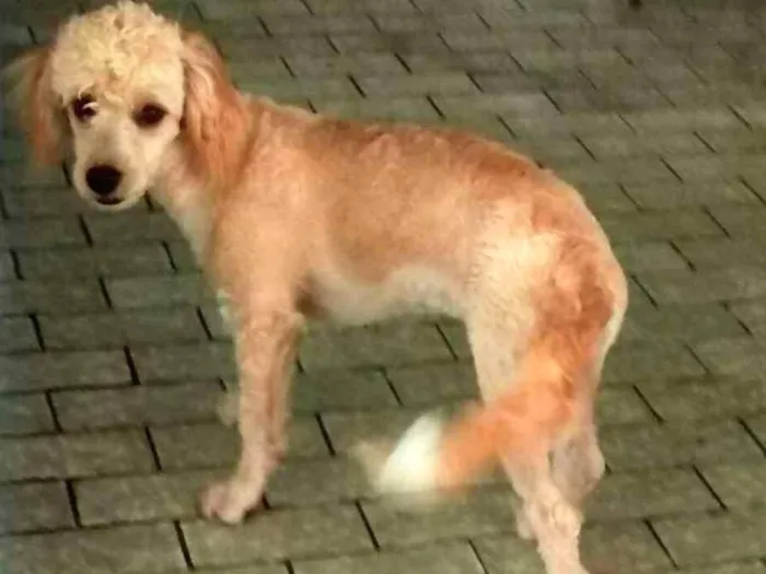 Cachorro ra a Indefinida idade 2 a 6 meses nome Princesa