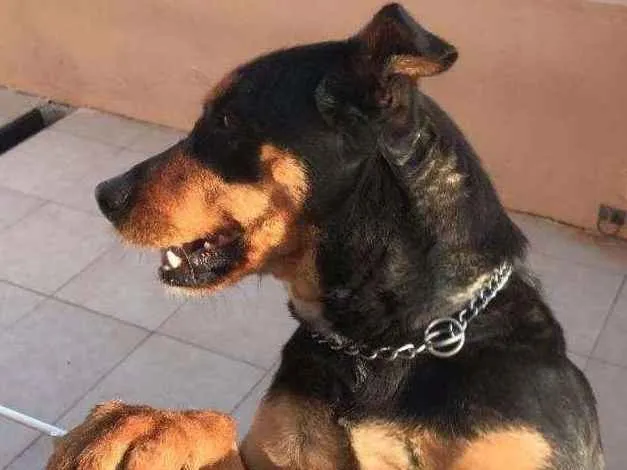 Cachorro ra a rottweiler com pastor alemão idade 7 a 11 meses nome Isis