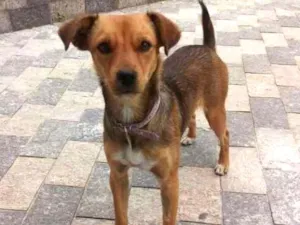 Cachorro raça Srd idade 2 anos nome Chandelle 