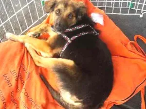 Cachorro raça Srd idade 1 ano nome Tobias 