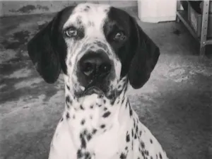 Cachorro raça Dalmata idade 2 anos nome Thor