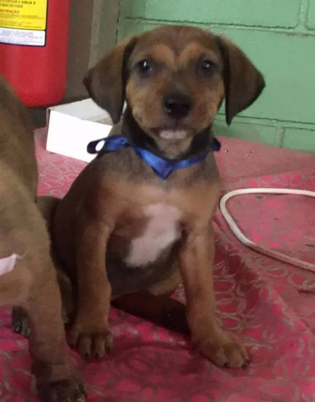 Cachorro ra a sem raça definida idade 2 a 6 meses nome nao tem ainda