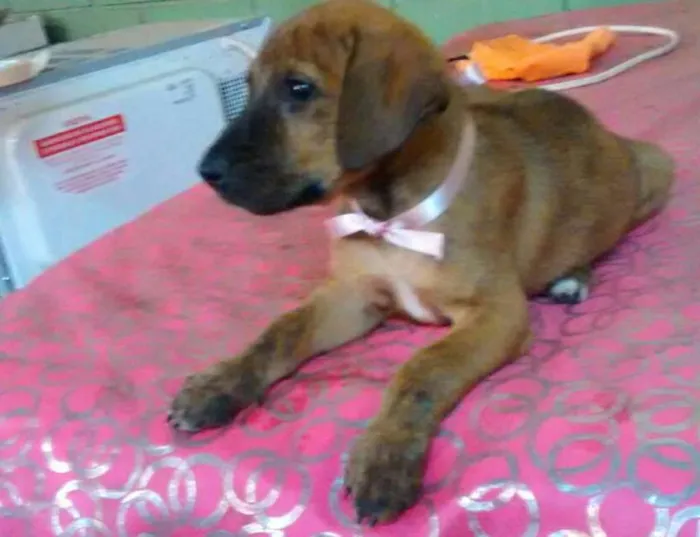 Cachorro ra a sem raça definida idade 2 a 6 meses nome nao tem ainda