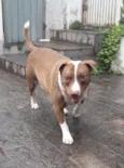 Dalila