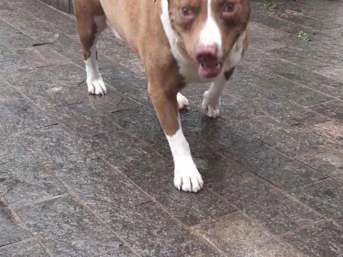 Cachorro ra a Pit bull idade 3 anos nome Dalila