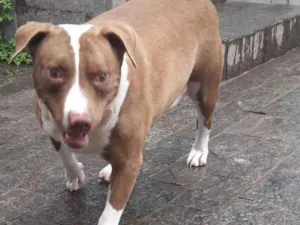 Cachorro raça Pit bull idade 3 anos nome Dalila