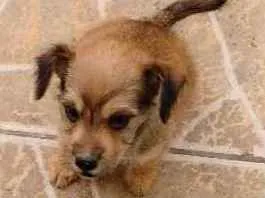 Cachorro raça Misturada com poodle idade Abaixo de 2 meses nome Domitilla