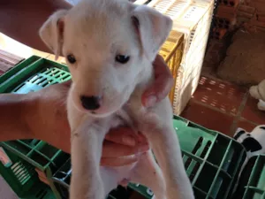 Cachorro raça  idade Abaixo de 2 meses nome nao tem ainda