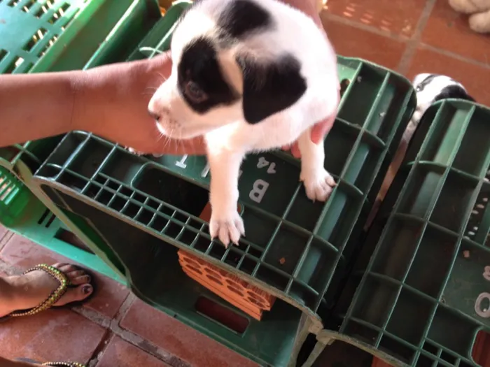 Cachorro ra a  idade Abaixo de 2 meses nome nao tem ainda