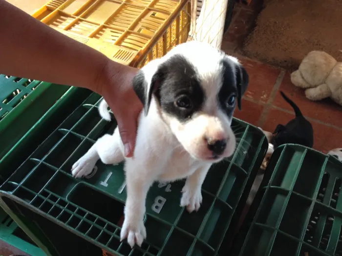 Cachorro ra a  idade Abaixo de 2 meses nome nao tem ainda