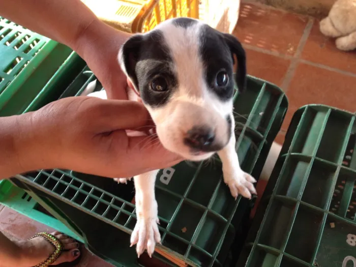 Cachorro ra a  idade Abaixo de 2 meses nome nao tem ainda