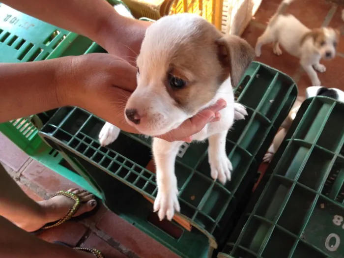 Cachorro ra a  idade Abaixo de 2 meses nome nao tem ainda