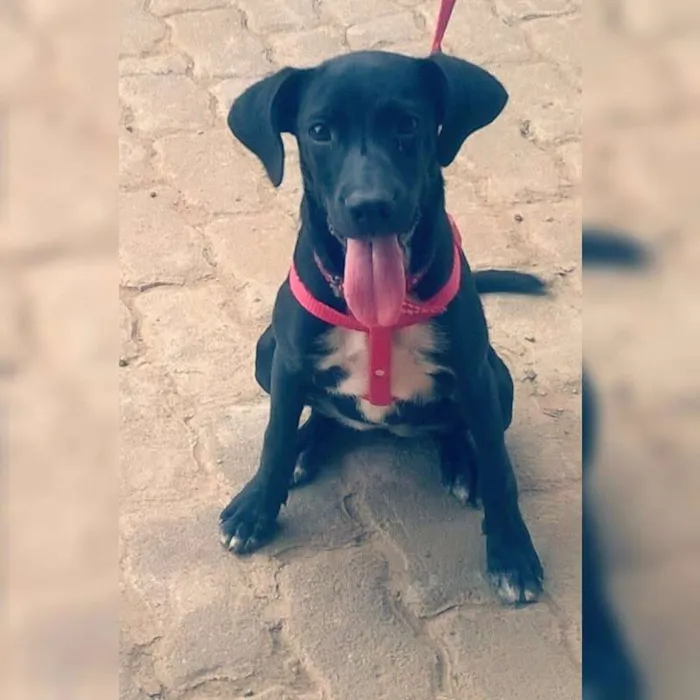 Cachorro ra a Labrador/vira-lata idade 7 a 11 meses nome Lilly