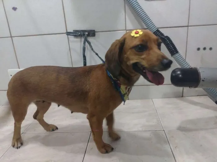 Cachorro ra a Mix de salsicha idade 2 anos nome Mel
