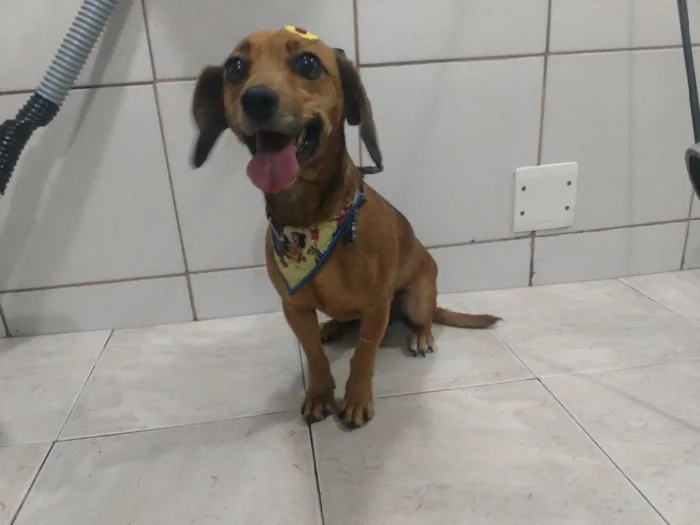 Cachorro ra a Mix de salsicha idade 2 anos nome Mel