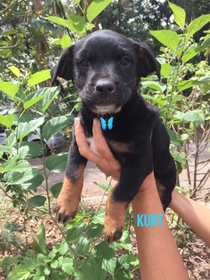 Cachorro ra a Srd idade 2 a 6 meses nome Kurt
