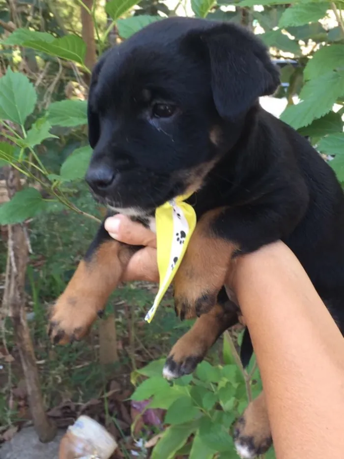 Cachorro ra a Srd idade 2 a 6 meses nome Kurt